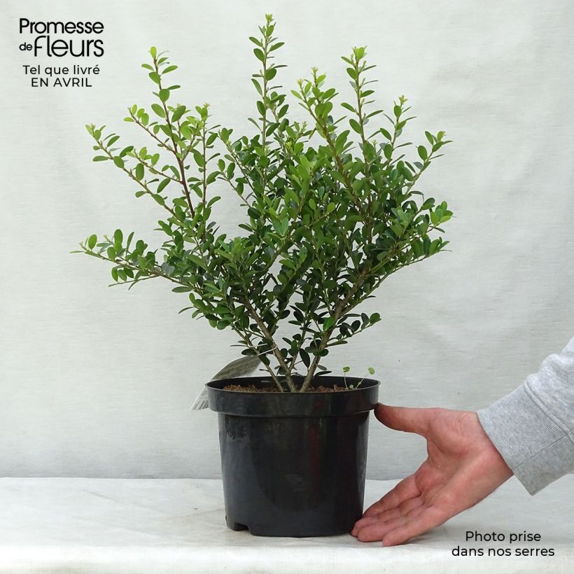 Ilex crenata Green Hedge - Agrifoglio giapponese Vaso da 2L/3L esemplare consegnato in primavera