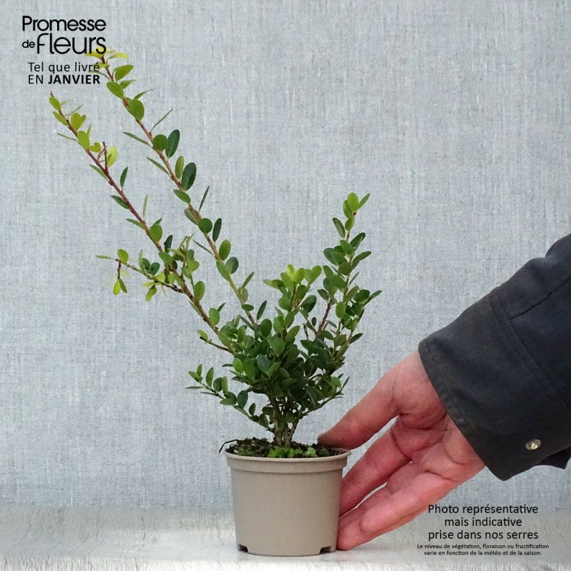 Ilex crenata Green Hedge - Agrifoglio giapponese Vasetto da 8/9 cm esemplare consegnato in inverno