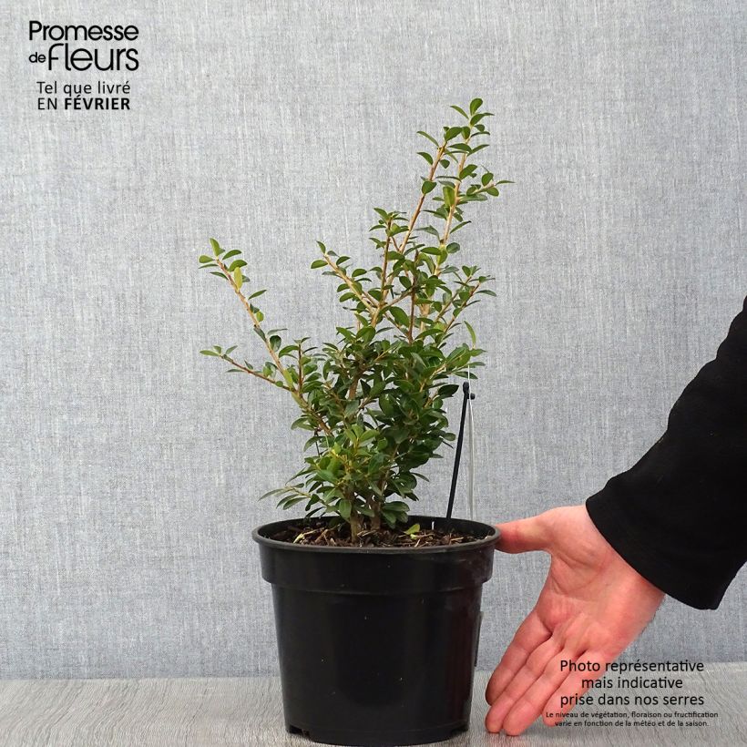 Ilex crenata Green Lustre - Agrifoglio giapponese Vaso da 2L/3L esemplare consegnato in inverno