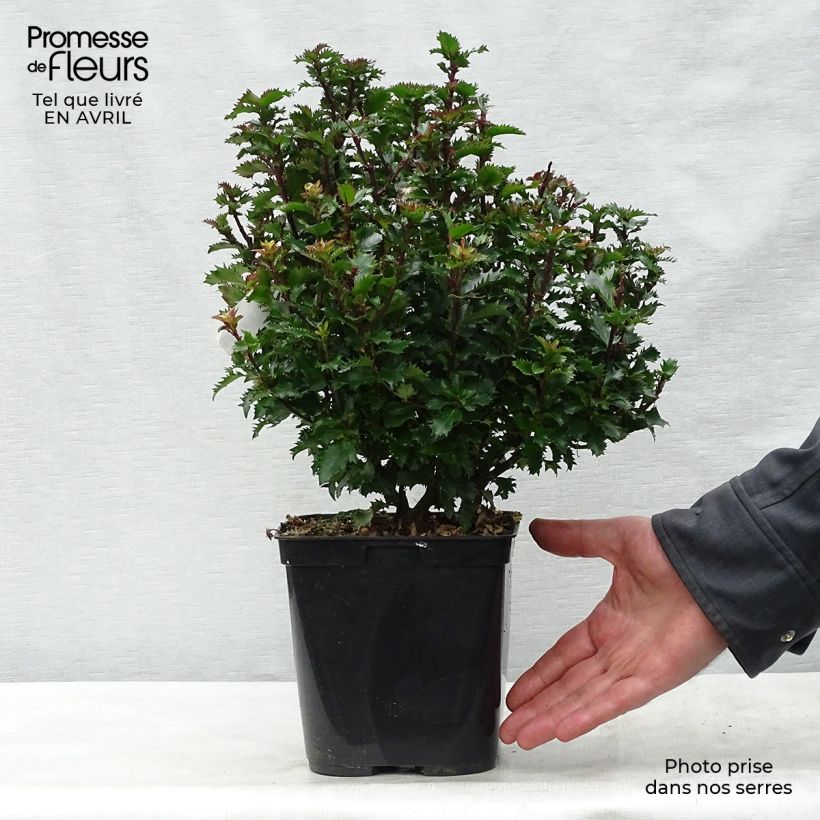 Ilex meserveae Little Rascal - Agrifoglio Vaso da 2L/3L esemplare consegnato in primavera