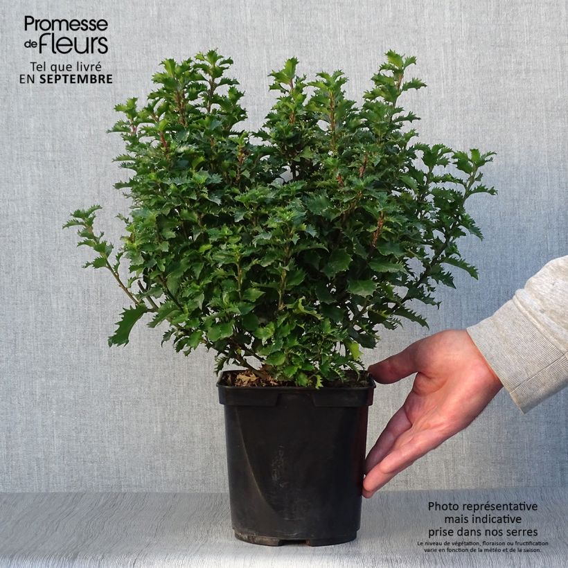Esemplare di Ilex meserveae Little Rascal - Agrifoglio Vaso da 3L/4L come consegnato in autunno