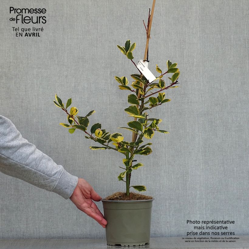Ilex Golden King - Agrifoglio Vaso da 2L/3L esemplare consegnato in primavera