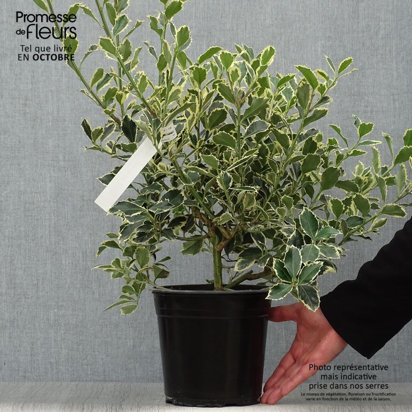 Esemplare di Ilex aquifolium Argenteomarginata - Agrifoglio variegato Vaso da 2L/3L come consegnato in autunno