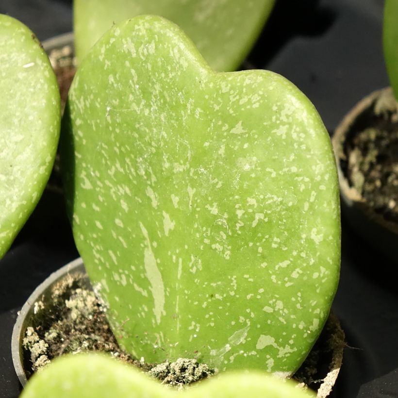 Hoya kerrii Splash (Fogliame)