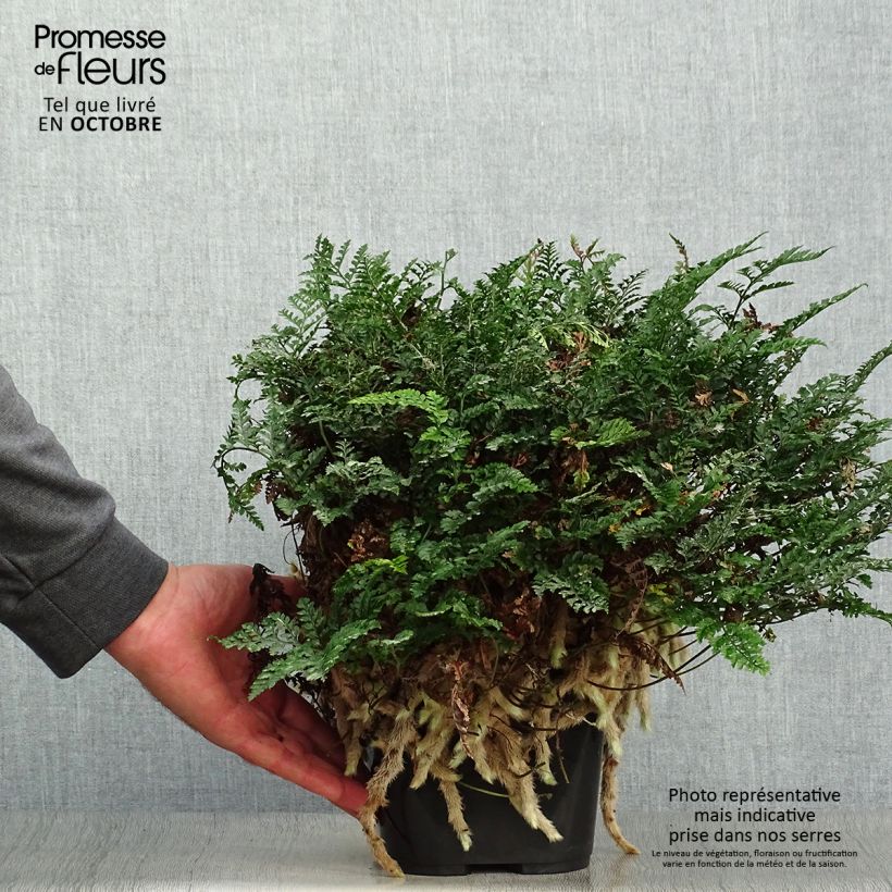 Esemplare di Humata tyermannii - Felce zampa di Lepre Vaso da Ø 12 cm / 13 cm come consegnato in autunno