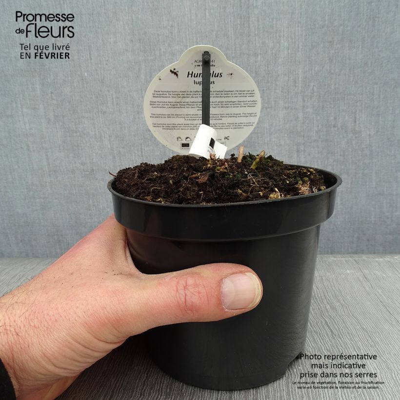 Luppolo Nordbrau - Humulus lupulus Vaso da 1,5L/2L esemplare consegnato in inverno