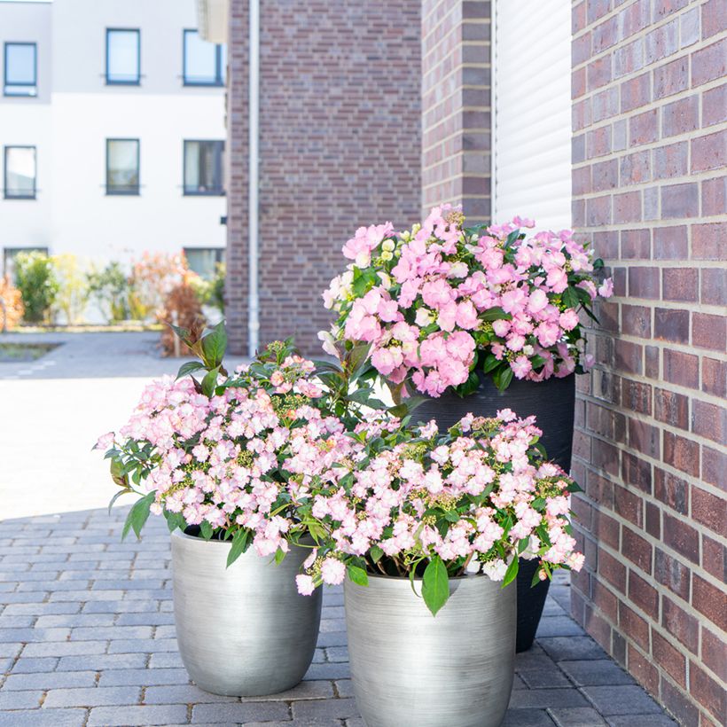Hydrangea macrophylla Bloombuster rose - Ortensia (Porto)