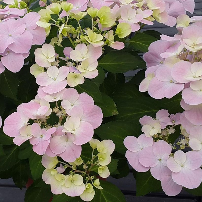 Hydrangea French Bolero - Ortensia (Fioritura)