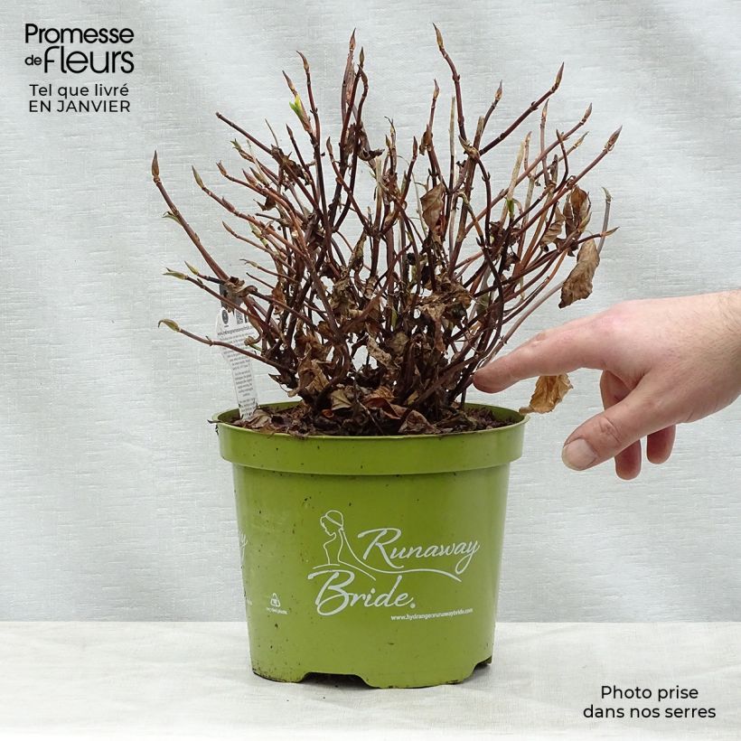 Hydrangea Runaway Bride - Ortensia Vaso da 3L/4L esemplare consegnato in inverno