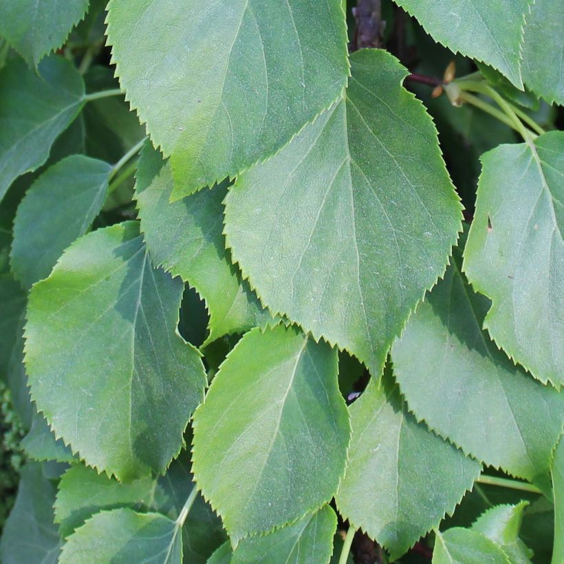 Hydrangea anomala Crug Coral - Ortensia rampicante (Fogliame)