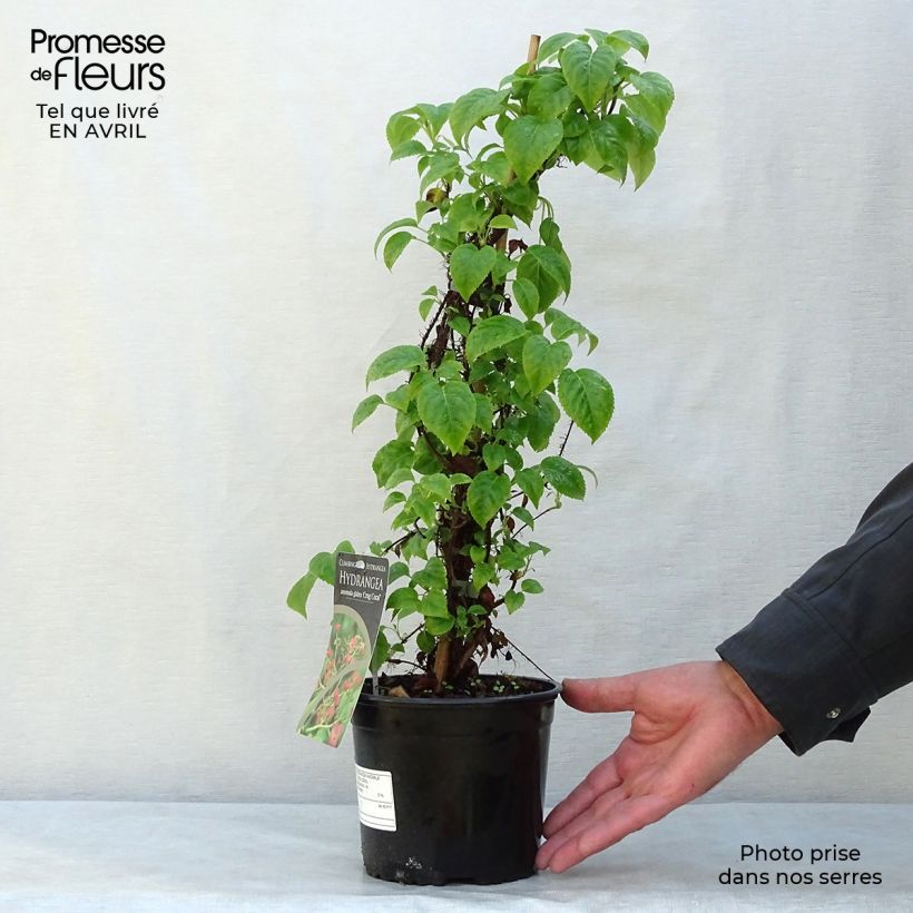 Hydrangea anomala Crug Coral - Ortensia rampicante Vaso da 2L/3L esemplare consegnato in primavera