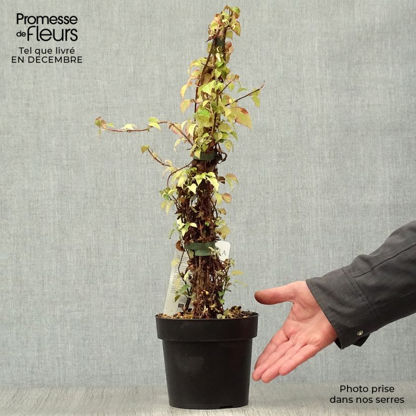 Hydrangea anomala Crug Coral - Ortensia rampicante Vaso da 2L/3L esemplare consegnato in inverno