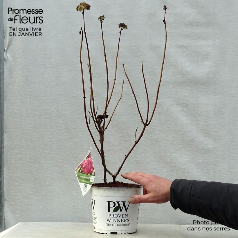 Hydrangea arborescens Annabelle - Ortensia Vaso da 3L/4L esemplare consegnato in inverno