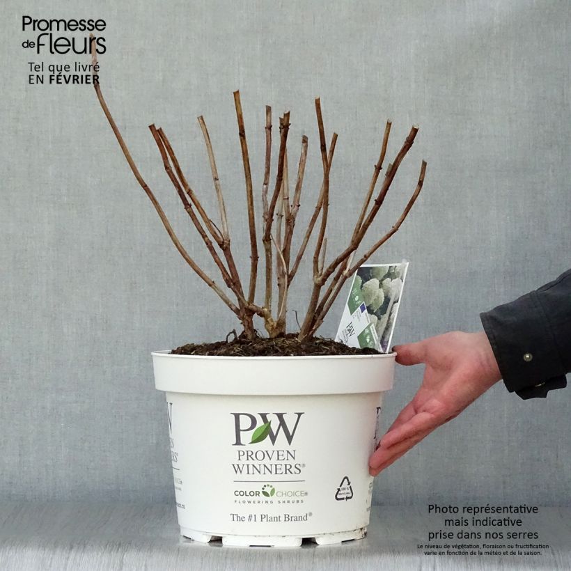 Hydrangea arborescens Strong Annabelle - Ortensia Vaso da 7,5L/10L esemplare consegnato in inverno