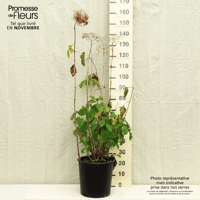 Esemplare di Hydrangea arborescens Strong Annabelle - Ortensia Vaso da 7,5L/10L come consegnato in autunno