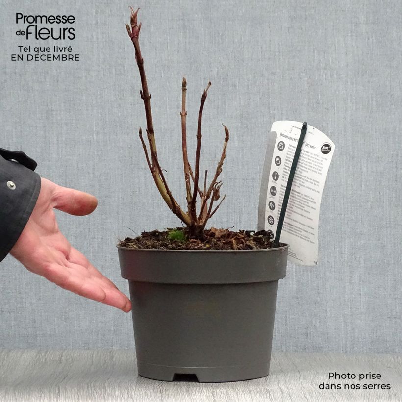 Hydrangea aspera Hot Chocolate - Ortensia Vaso da 3L/4L esemplare consegnato in inverno