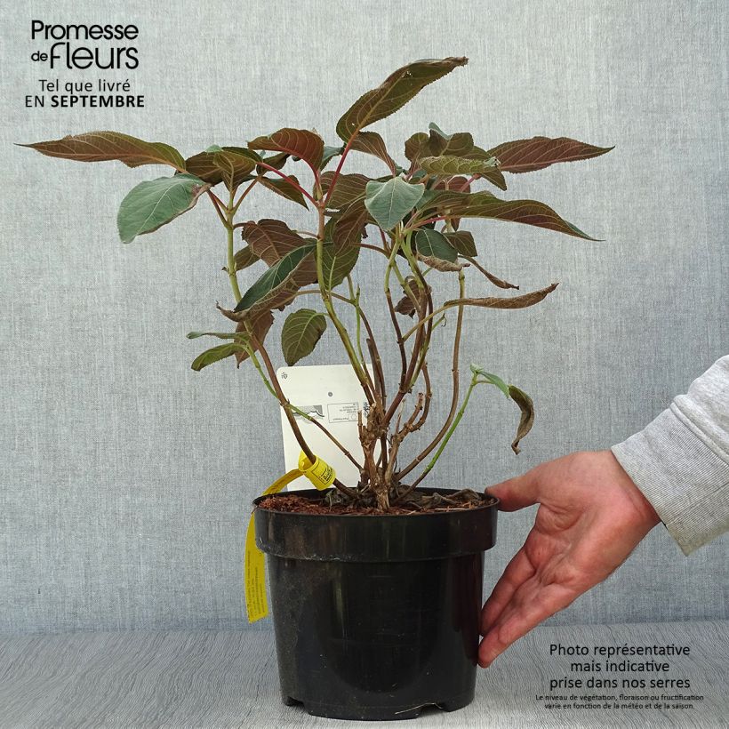 Esemplare di Hydrangea aspera Hot Chocolate - Ortensia Vaso da 3L/4L come consegnato in autunno