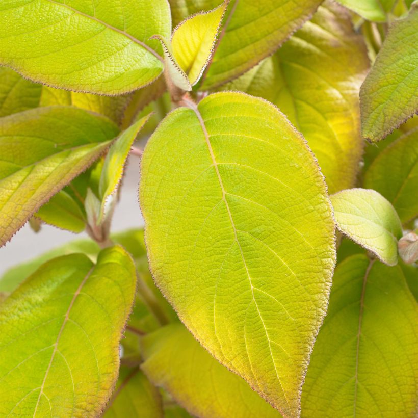 Hydrangea aspera Goldrush - Ortensia dorata (Fogliame)