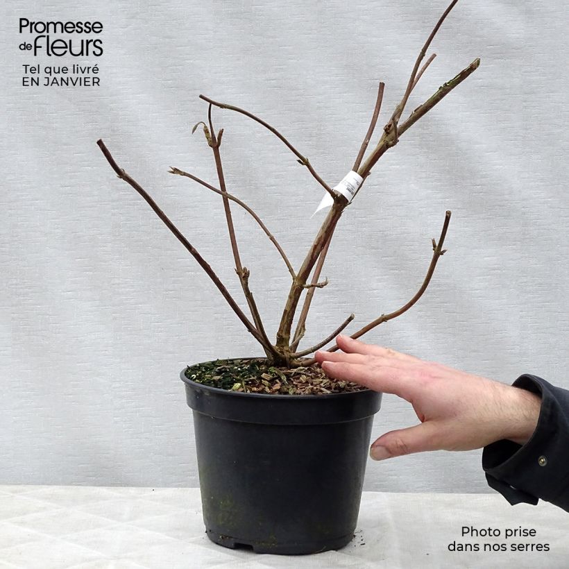 Hydrangea aspera Villosa - Ortensia Vaso da 3L/4L esemplare consegnato in inverno