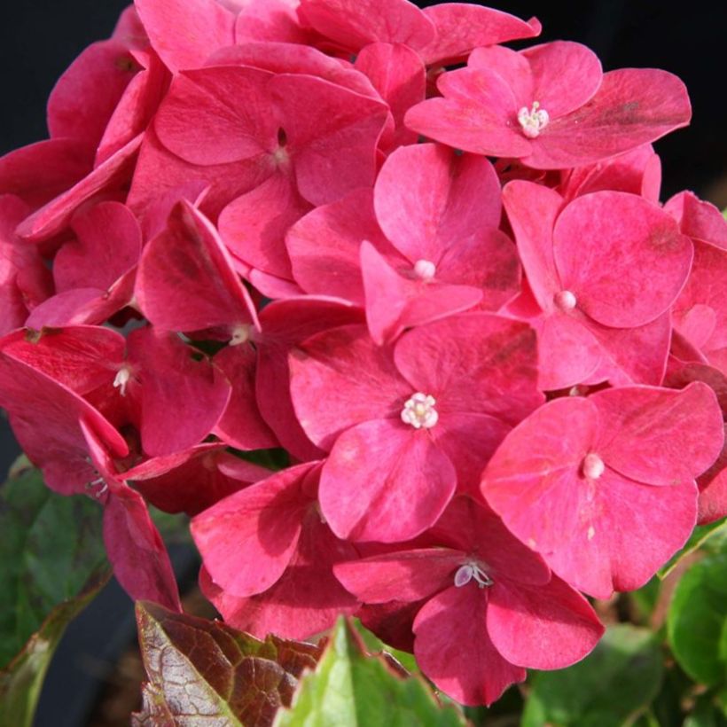 Hydrangea macrophylla Alpenglühen - Ortensia (Fioritura)