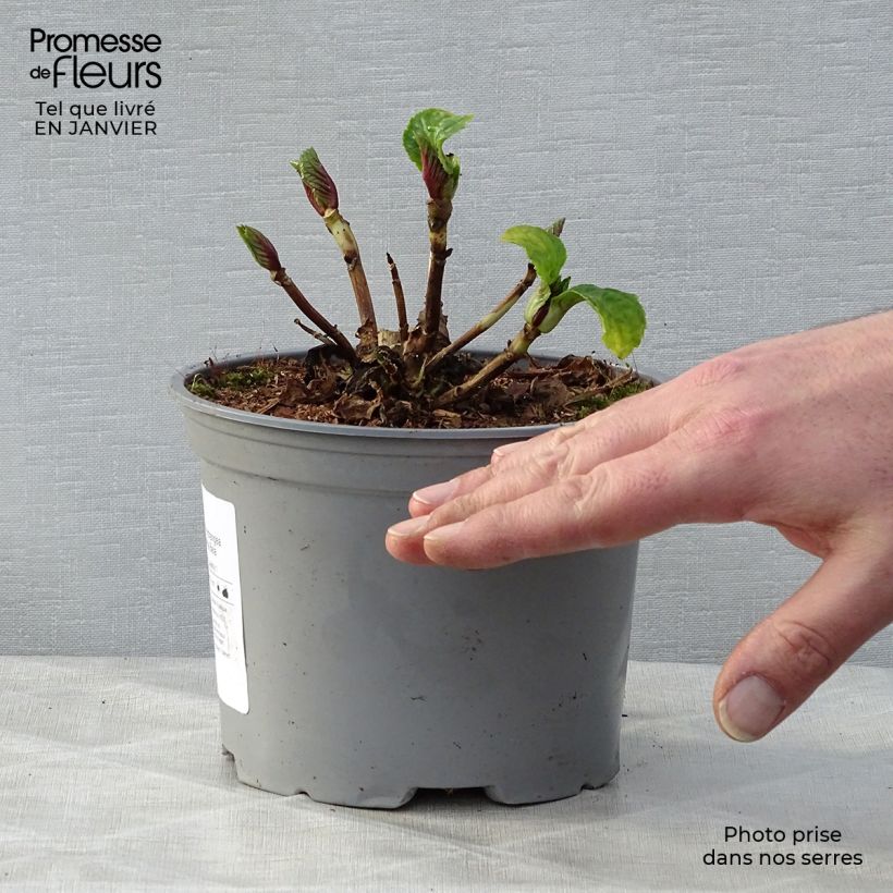 Hydrangea macrophylla Bela - Ortensia Vaso da 2L/3L esemplare consegnato in inverno