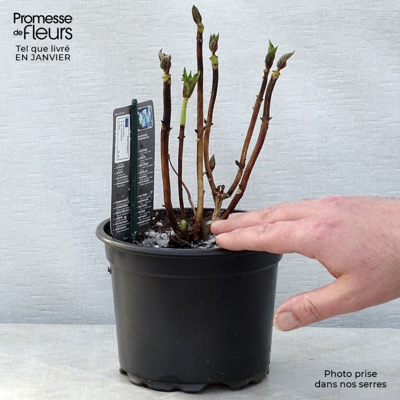 Hydrangea macrophylla Blaumeise - Ortensia Vaso da 2L/3L esemplare consegnato in inverno