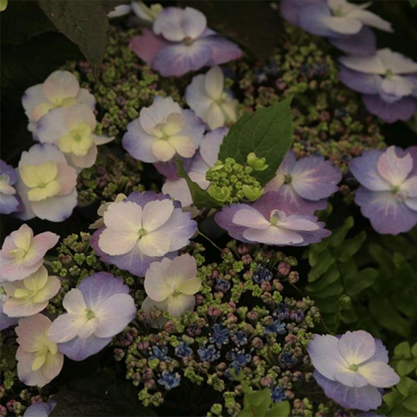 Hydrangea macrophylla Blueberry Cheesecake - Ortensia (Fioritura)