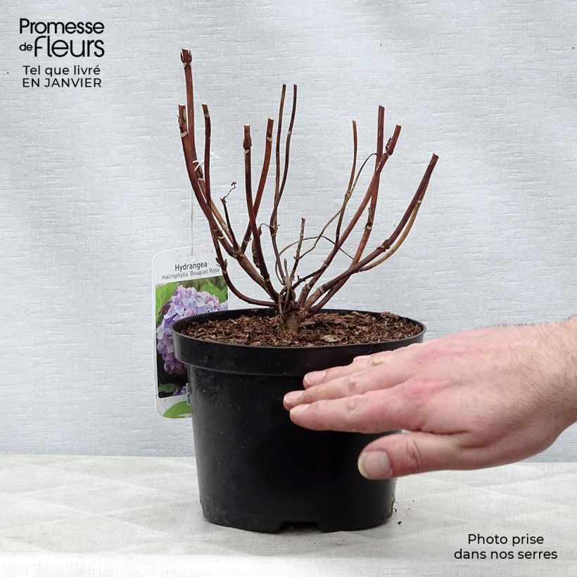 Hydrangea macrophylla Bouquet Rose - Ortensia Vaso da 2L/3L esemplare consegnato in inverno