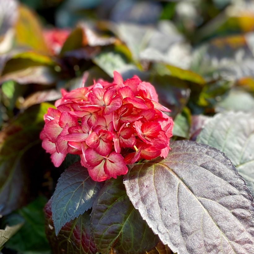 Hydrangea macrophylla Eclipse - Ortensia (Fioritura)
