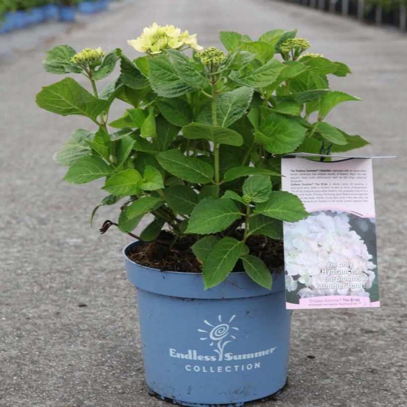 Hydrangea macrophylla Endless Summer The Bride - Ortensia (Porto)