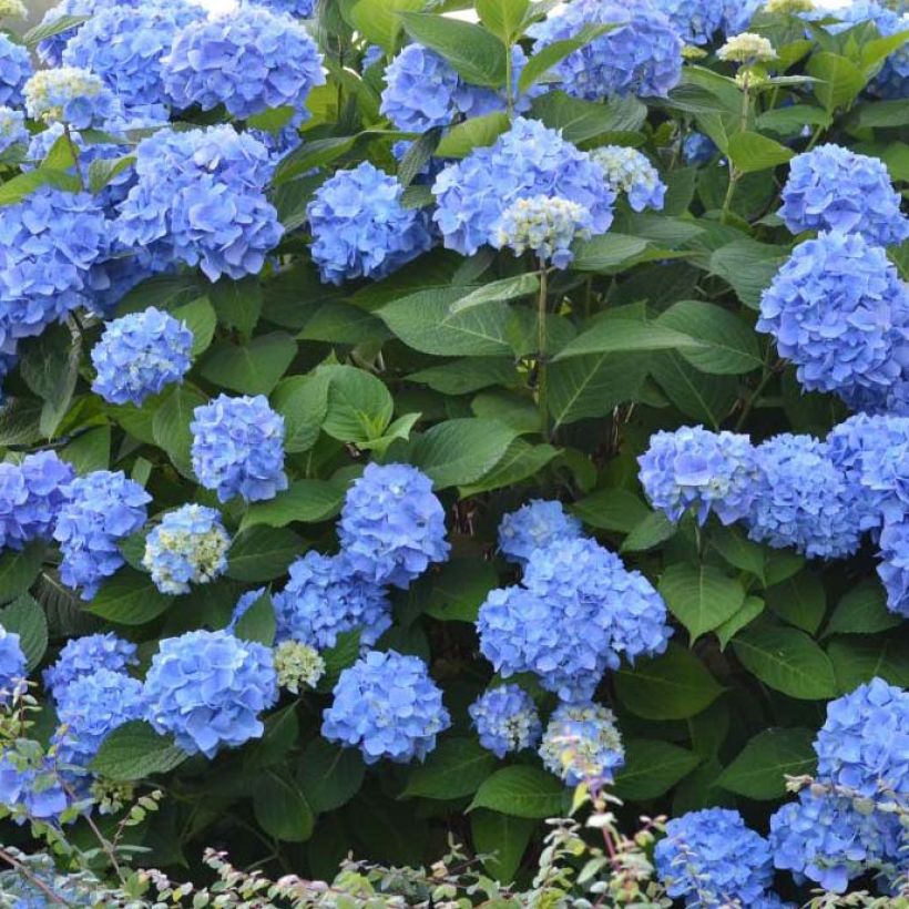 Hydrangea macrophylla Endless Summer The Original Blue - Ortensia (Fioritura)