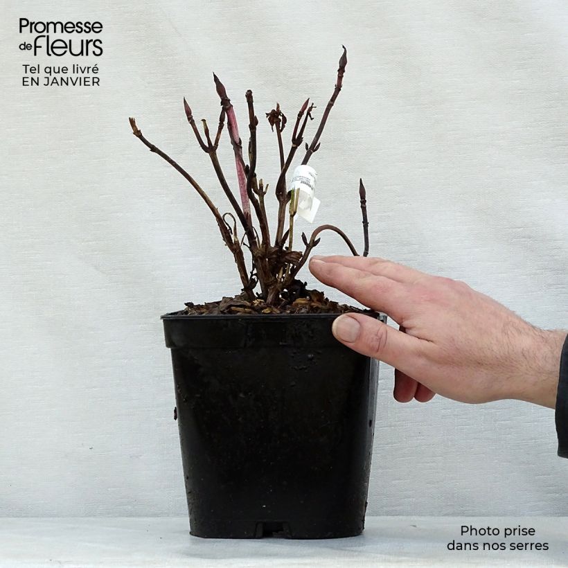 Hydrangea macrophylla Generale Vicomtesse de Vibraye - Ortensia Vaso da 2L/3L esemplare consegnato in inverno