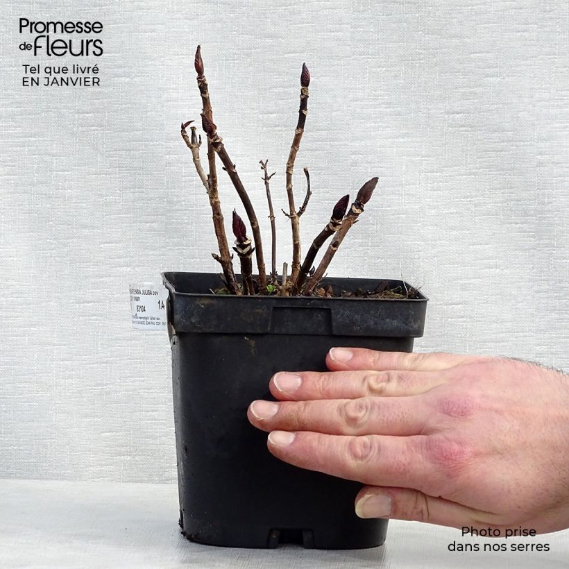 Hydrangea macrophylla Julisa - Ortensia Vaso da 1,5L/2L esemplare consegnato in inverno