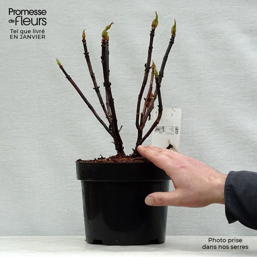 Hydrangea macrophylla Leuchtfeuer - Ortensia Vaso da 2L/3L esemplare consegnato in inverno