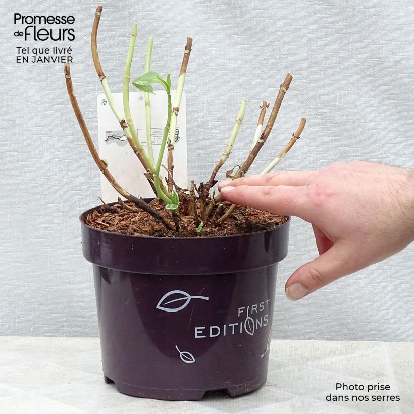 Hydrangea macrophylla Light'o'Day - Ortensia Vaso da 3L/4L esemplare consegnato in inverno