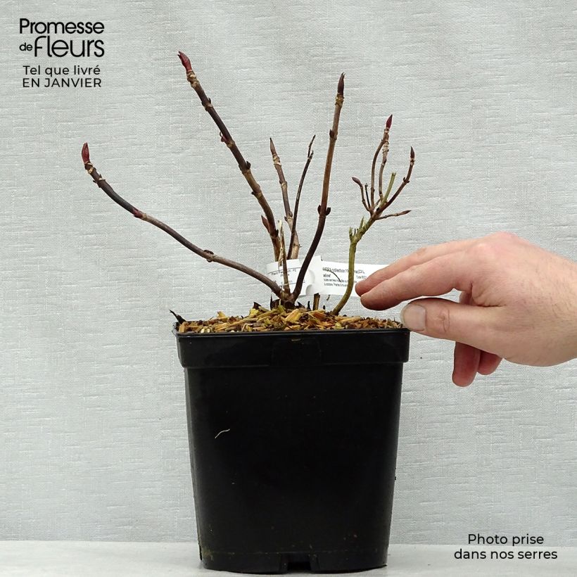 Hydrangea macrophylla Mousseline - Ortensia Vaso da 2L/3L esemplare consegnato in inverno