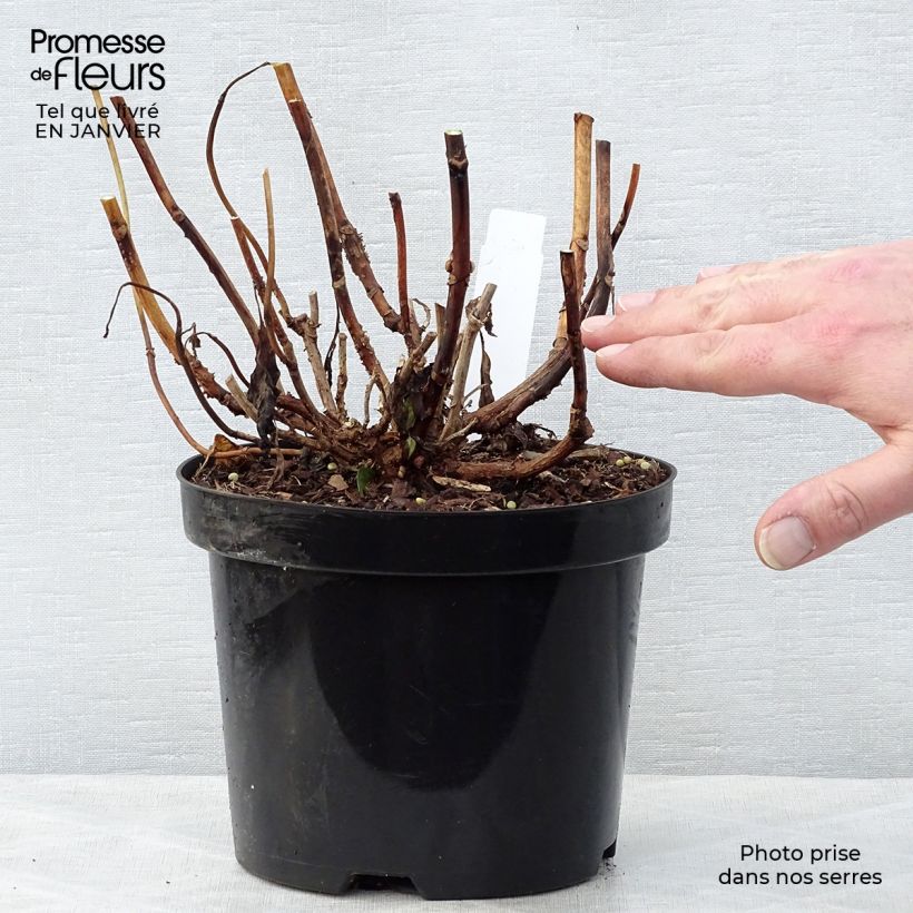 Hydrangea macrophylla Princess Diana - Ortensia Vaso da 3L/4L esemplare consegnato in inverno