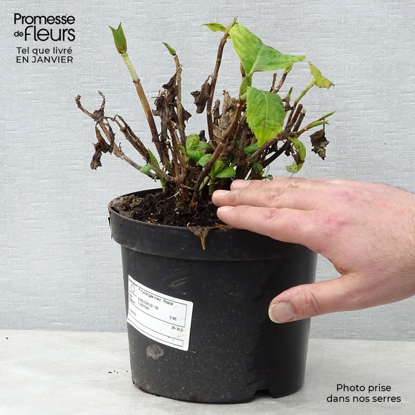 Hydrangea macrophylla Rosita - Ortensia Vaso da 2L/3L esemplare consegnato in inverno
