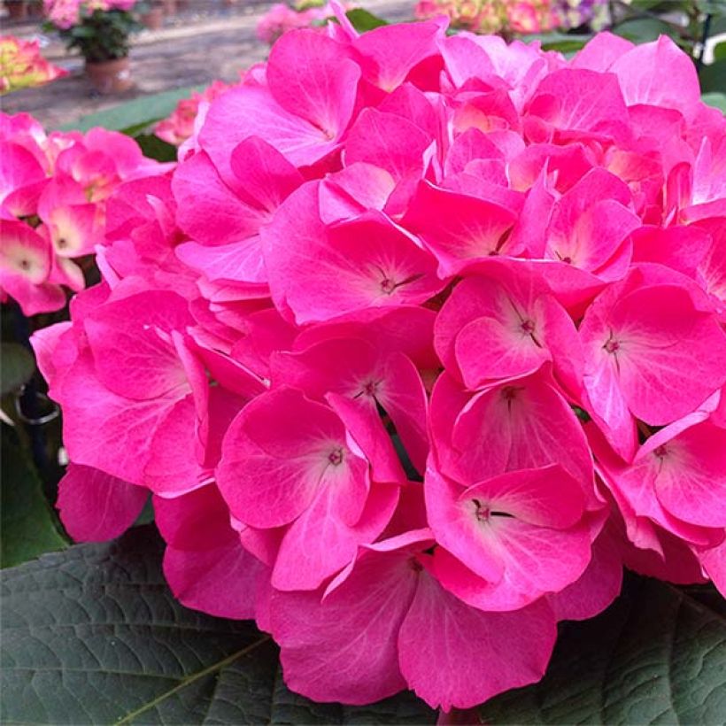 Hydrangea macrophylla Dutch Ladies Saskia - Ortensia (Fioritura)