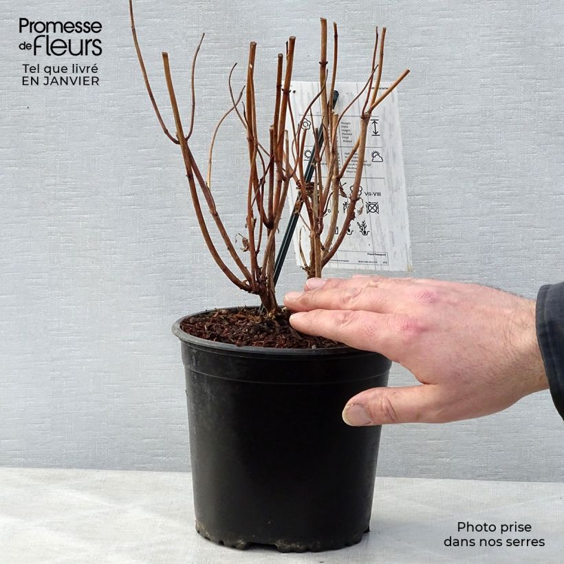 Hydrangea macrophylla Schneeball - Ortensia Vaso da 2L/3L esemplare consegnato in inverno