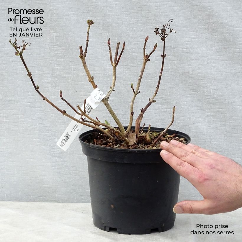 Hydrangea macrophylla Stargazer - Ortensia Vaso da 4L/5L esemplare consegnato in inverno