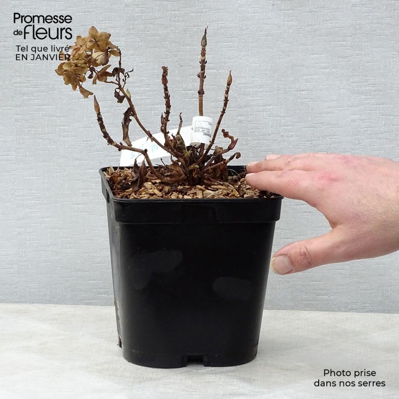 Hydrangea macrophylla Tovelit - Ortensia Vaso da 2L/3L esemplare consegnato in inverno