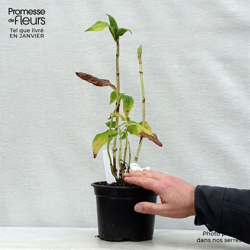 Hydrangea macrophylla Veitchii - Ortensia Vaso da 2L/3L esemplare consegnato in inverno