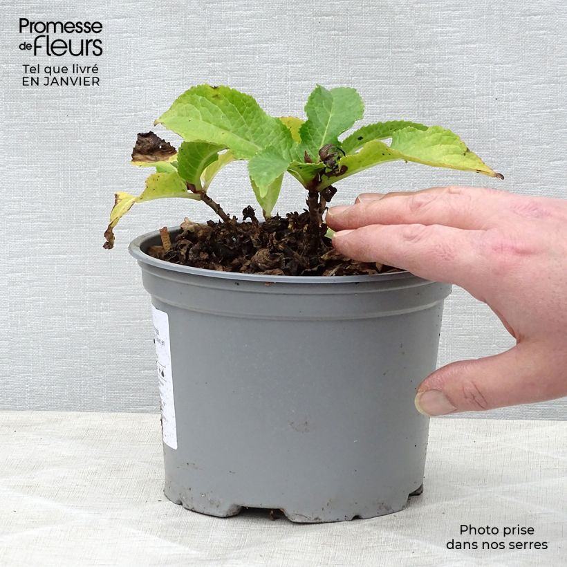 Hydrangea macrophylla Wedding Gown - Ortensia Vaso da 1,5L/2L esemplare consegnato in inverno