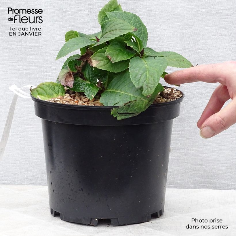 Hydrangea macrophylla Wedding Gown - Ortensia Vaso da 4L/5L esemplare consegnato in inverno