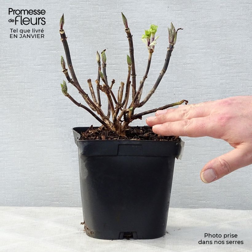 Hydrangea macrophylla Zorro Blue - Ortensia Vaso da 2L/3L esemplare consegnato in inverno