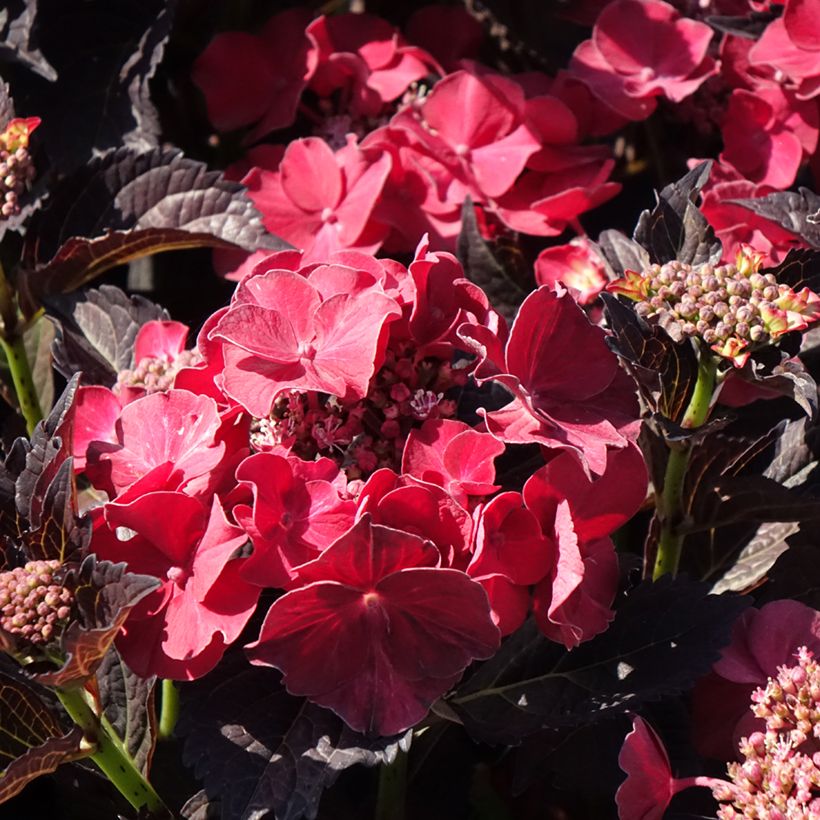 Hydrangea macrophylla After Midnight (Fioritura)