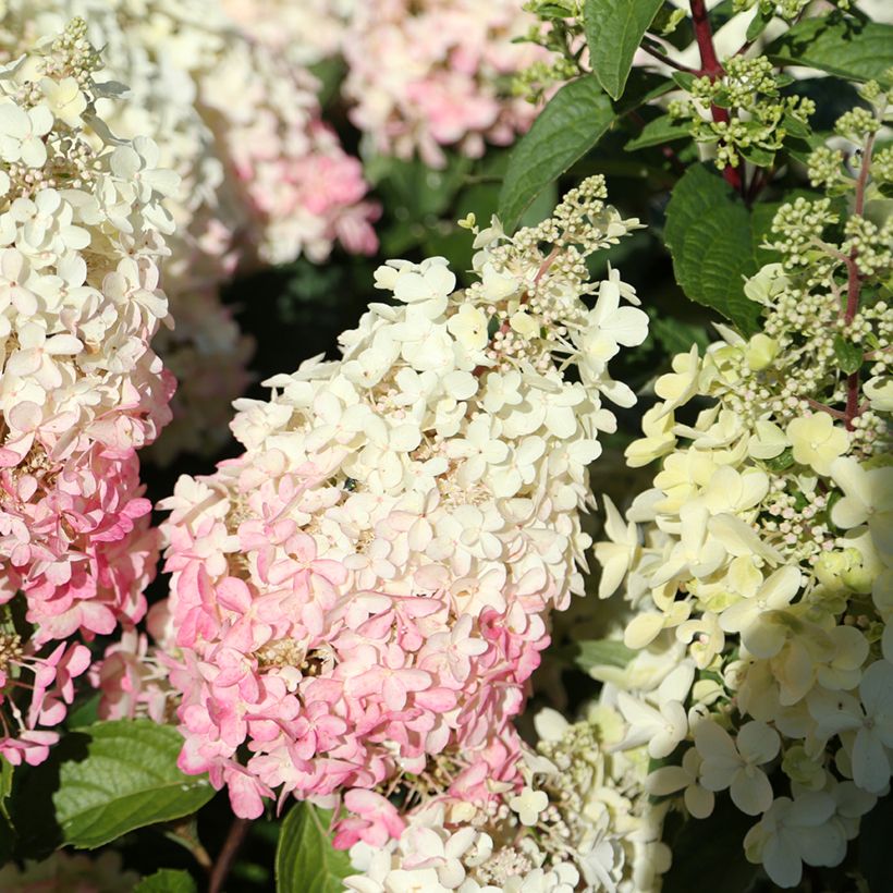 Hydrangea paniculata Candlelight - Ortensia paniculata (Fioritura)