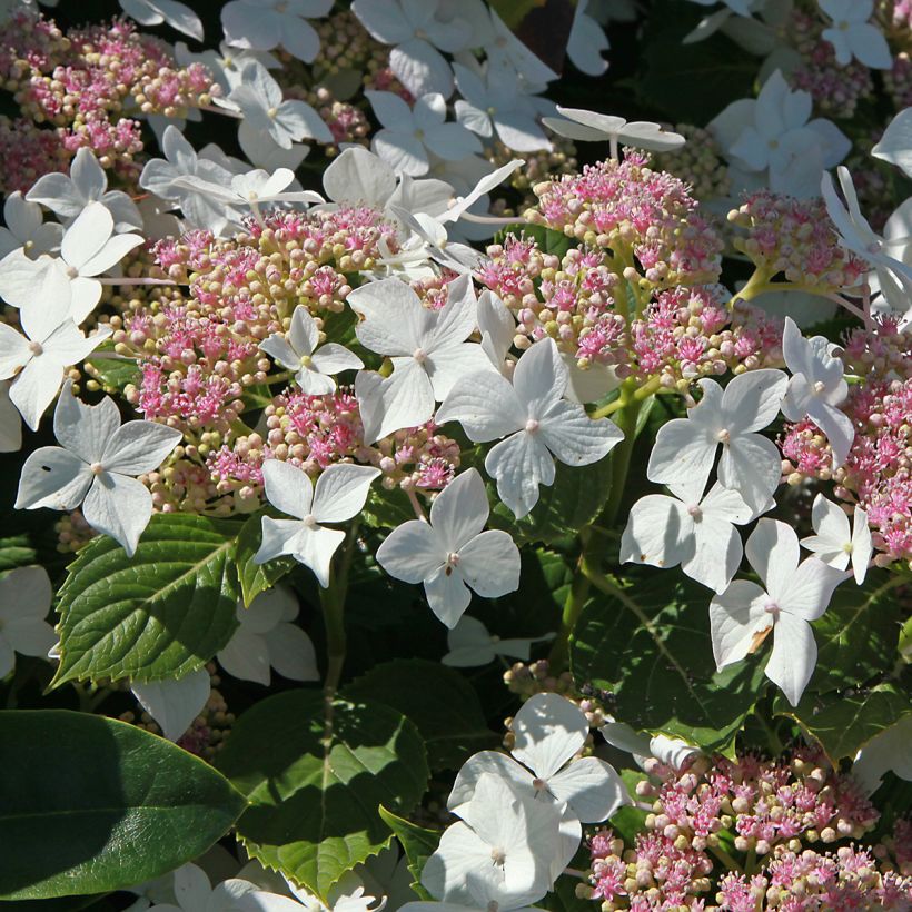 Hydrangea paniculata Confetti - Ortensia paniculata (Fioritura)