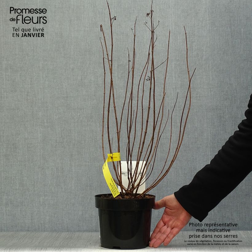 Hydrangea paniculata Confetti - Ortensia paniculata Vaso da 2L/3L esemplare consegnato in inverno